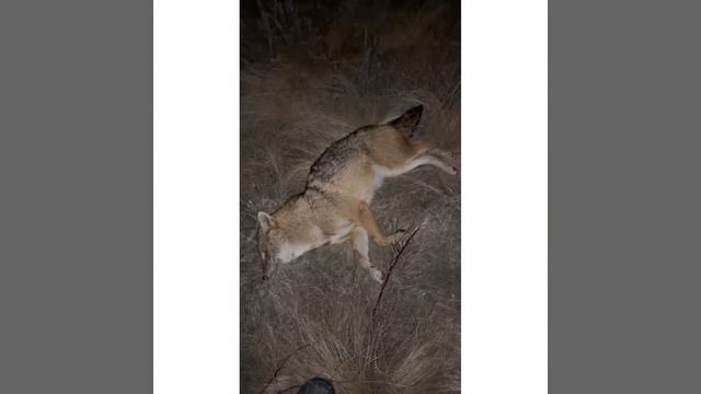 Вой шакала прервал звук выстрела смотреть онлайн