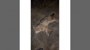 Вой шакала прервал звук выстрела