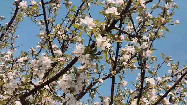 apple flowers in kashmir смотреть онлайн