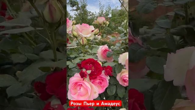 Розы Пьер и Амадеус  #роза