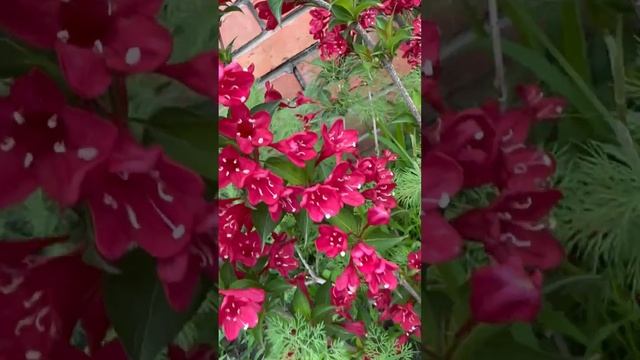 Для себя открыла еще один новый красивый декоративный куст- Вейгела Бристоль руби