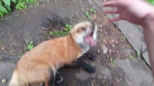 ЛИ СЯО. Алиса - Лиса. Лиса увидела новый мир за территорией двора. смотреть онлайн