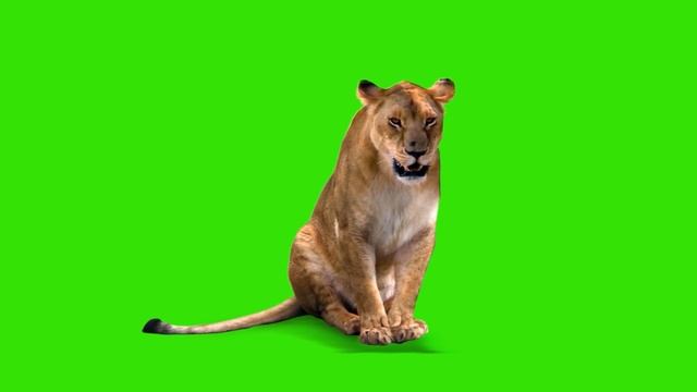 Female Lion | Green Screen Animals | Download Link смотреть онлайн