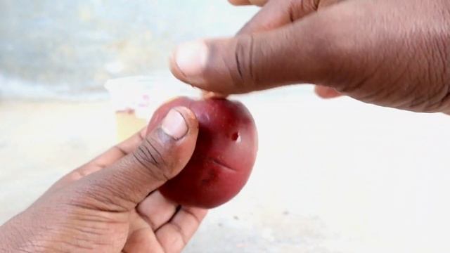 very easily an unique homemade Apple plant growing|Growing apple tree with amazan techniques| смотреть онлайн