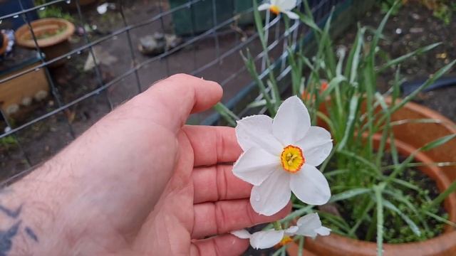 APRIL Plot Tour. Dave's Allotment Garden. Easter Monday 2024 смотреть онлайн