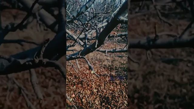 Apple Tree Pruning || Horticulture Kashmiri || Mir NB смотреть онлайн