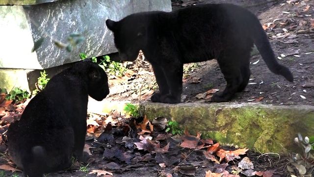Super cute black jaguar cubs are shocked by mom's action, but then.. смотреть онлайн