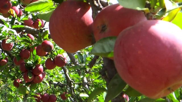 Red Apples смотреть онлайн