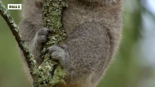 Estos son algunos de los encuentros más entrañables de Wild Frank con animales salvajes | Wild Fran смотреть онлайн