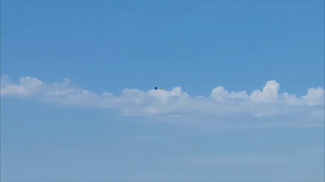 На пляже появилось много отдыхающих животных. Собаки, как дети резвятся в воде и играют. смотреть онлайн