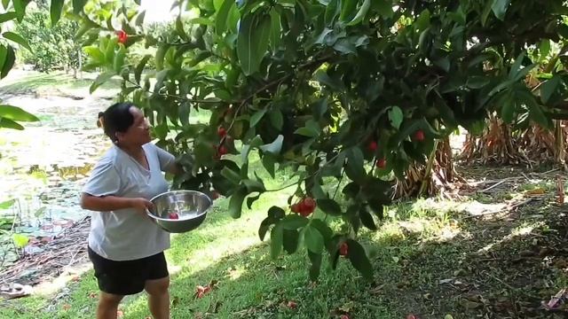 TROPICAL FRUIT IN FLORIDA JAMBU WAX APPLE | MACOPA :BUHAY AMERIKA смотреть онлайн