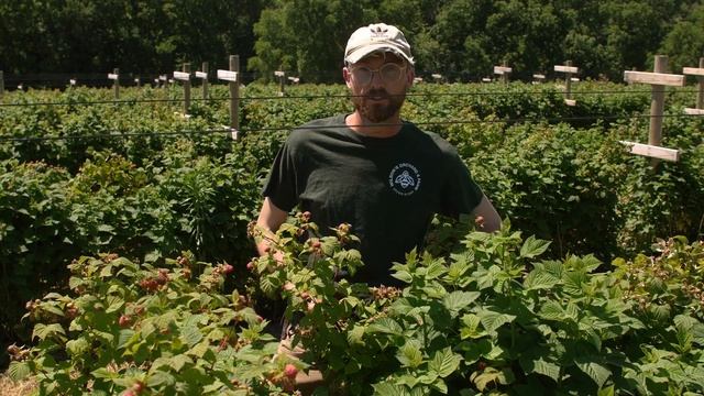 Nova Raspberries | Bite Size смотреть онлайн