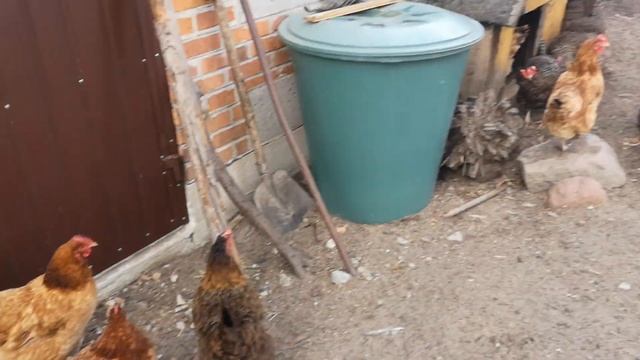 Odcinek 410 DLACZEGO KURY SIĘ NIE NIOSĄ I CHORUJĄ? JAK TEMU ZAPOBIEGAĆ I DBAĆ O DRÓB *PORADY* смотреть онлайн