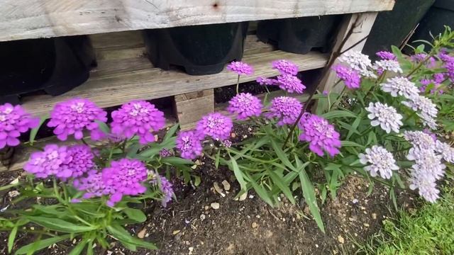July Back yard garden update UK | dalle khursani | Dwarf Apple | Tomato in container | смотреть онлайн