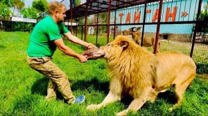 Кто СИЛЬНЕЕ и перетянет кусок мяса ОГРОМНЫЙ ЛЕВ или Человек-лев Олег Зубков?