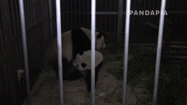 pandapia 20140330-003000-月亮-勇勇愛浜本交 смотреть онлайн