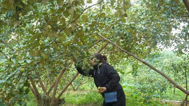 FULL VIDEO 60 Day Harvest sweet potatoes, cabbage, and sour apples to sell at the market смотреть онлайн