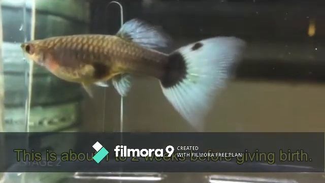 Stages Of Guppy Pregnancy