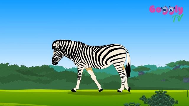 Zebra Fun Facts for preschool kids | Animal series | Education and Entertainment | Cartoon Animatio смотреть онлайн