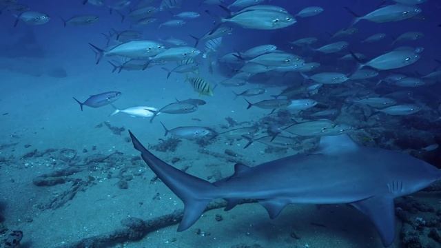 "Позвольте событиям идти своим чередом и положитесь на Бога". 20 октября. День за днем в Ал-анон. смотреть онлайн