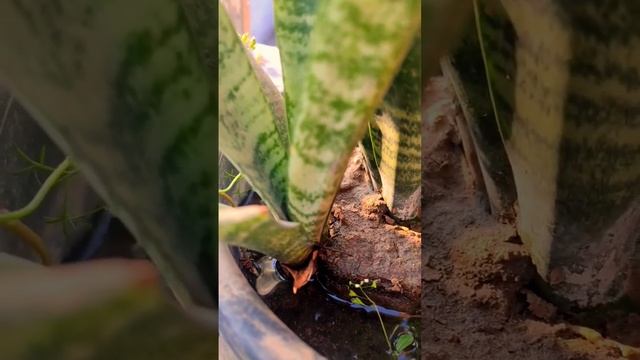 Aloevera And Water Sun Rise 🌞 #iphone #short смотреть онлайн