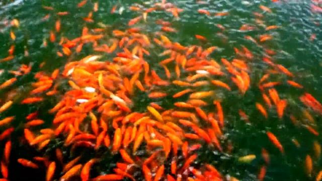 Copy of Fish Feeding at the Dole Pine Apple Plantation смотреть онлайн