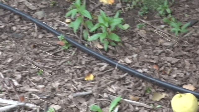 Discovering - All about apples and apple trees смотреть онлайн