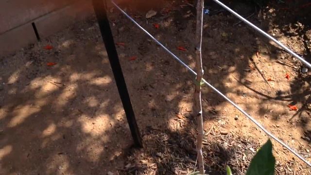My Trained Apples Trees & Jujubes 10-14-13 (High Density Espalier Gardener) смотреть онлайн