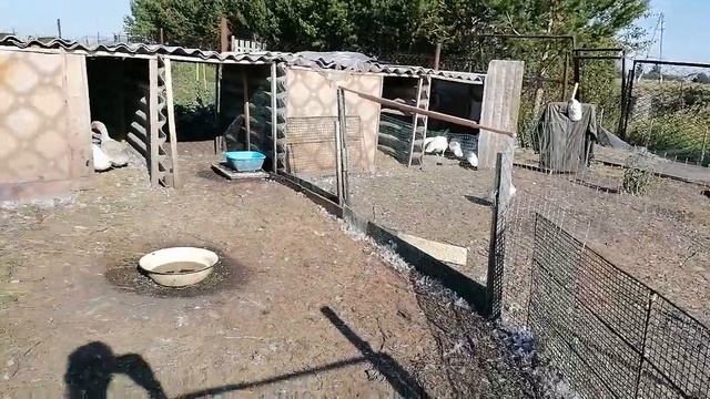 Самая выгодная утка для содержания . смотреть онлайн