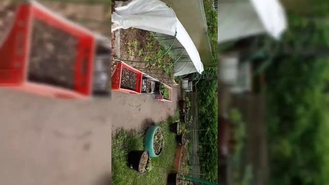 Выращивание сладкого Перца в открытом грунте_Формировка_Уход за перцем смотреть онлайн