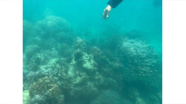 รีวิวรูปภาพ+คลิปที่ได้ จากการใช้งาน Shellbox waterproof case Gen1 เคสมือถือกันน้ำ смотреть онлайн