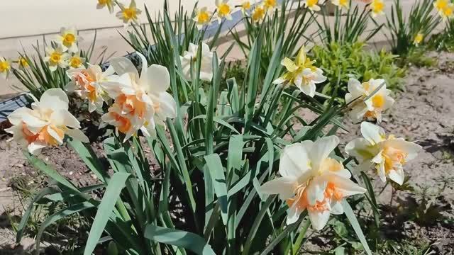 Весна!!! Цветут нарциссы,тюльпаны!!!Опоры под пионы ___Поспели огурчики.... ___ смотреть онлайн