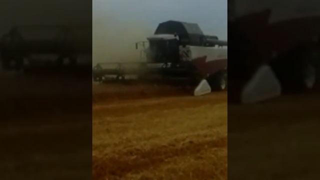 СПК имени Карла Маркса уборка 2016 смотреть онлайн