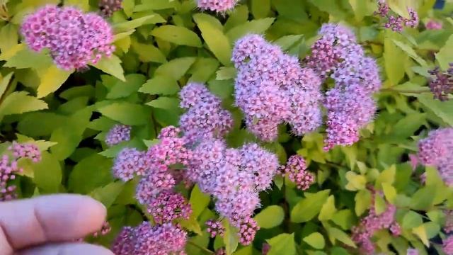 Июнь!!! Жизнь в деревне!!! смотреть онлайн