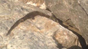 Ящерица! Приморский край! Весна 2016! Конец марта!