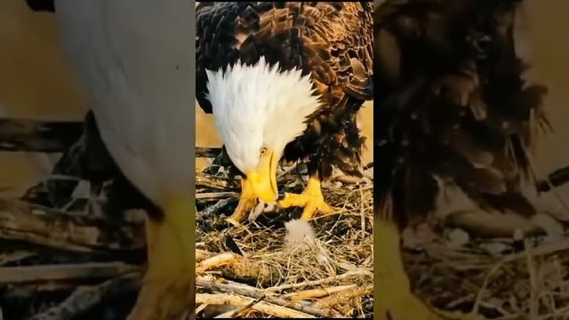 VID-20240701-WA0000.mp4 смотреть онлайн