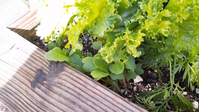 How to use SEAWEED EXTRACT in GARDEN and the AMAZING BENEFITS for your FRUIT TREES & VEGETABLES! смотреть онлайн