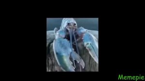 Blue Lobster Meme Compilation