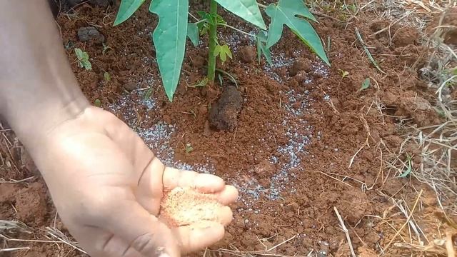 পেঁপে গাছে কি কি খাবার দিলে বাম্পার ফলন পাবেন | How to Take Care Papaya Tree смотреть онлайн