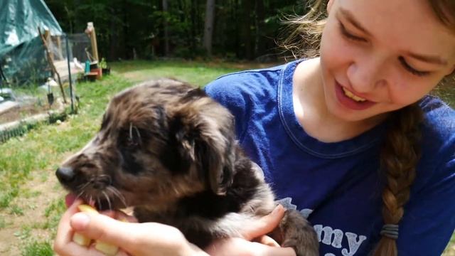 Can Dogs Eat Apples? What Can Dogs Eat? смотреть онлайн