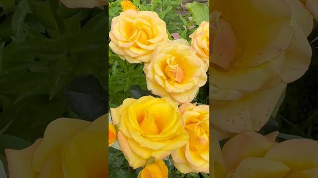 Разные сорта роз #розы