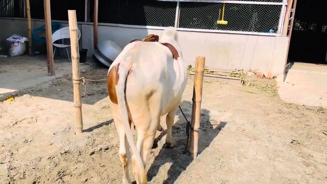 Masha Allah | My Apple is growing slowly | Khan Agro 2024 | смотреть онлайн