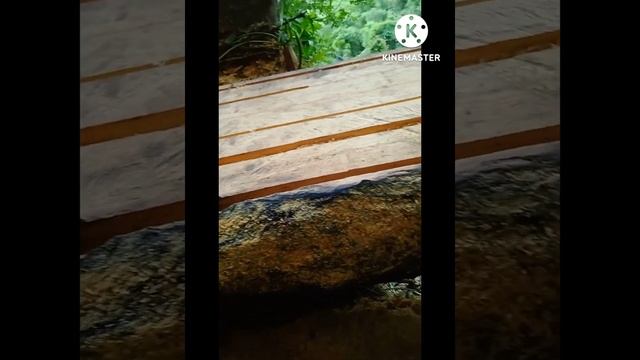 Monlal VS .Sangpu Contest wood cutting Chainsaw . ODi.vs.pre.co.mac. смотреть онлайн