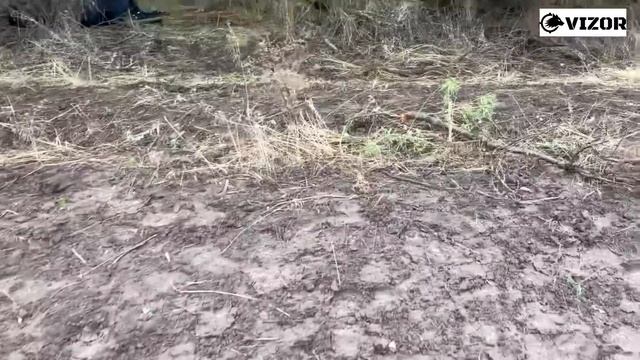 Волки вернулись на свою территорию. Режут скот который ночует ночью в полях, 11 телят за месяц. смотреть онлайн