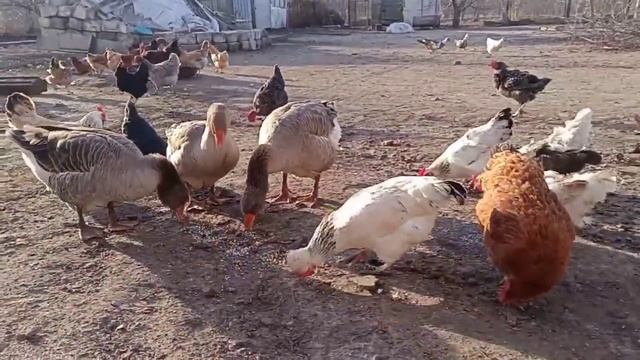 ГУСИ! КУРОЧКИ! УТКИ! ПТИЧИЙ ДВОР - ДОБРОЕ УТРО! ❤ смотреть онлайн