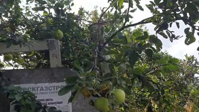 LET'S GO APPLE/FRUIT-PICKING IN MY KURSKIAN NEIGHBORHOOD| Alial Loves смотреть онлайн