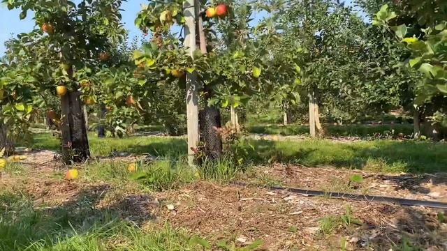 Apple picking in New England farm. Apple Picking Experience In USA, Pick your own apple,Tractor rid смотреть онлайн