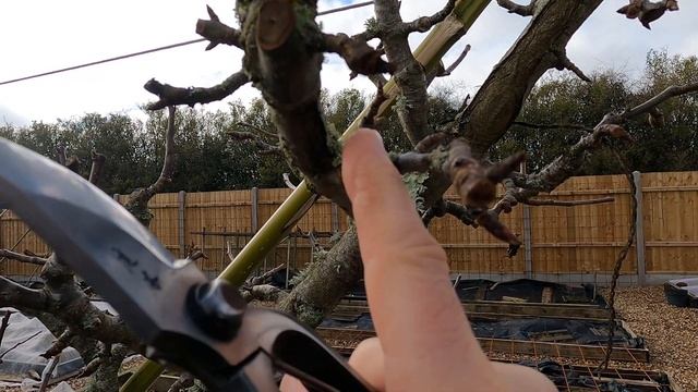 Winter pruning of cordon apples and pears смотреть онлайн