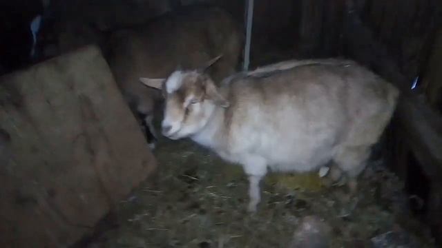 Она его соблазнила... козёл не виноват смотреть онлайн