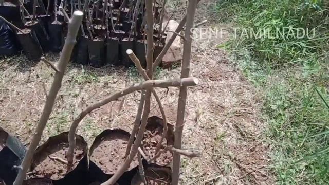 Hot climate Apple/Apple plant/Apple tree| Apple Natural Farming| ஆப்பிள் மரம்| смотреть онлайн